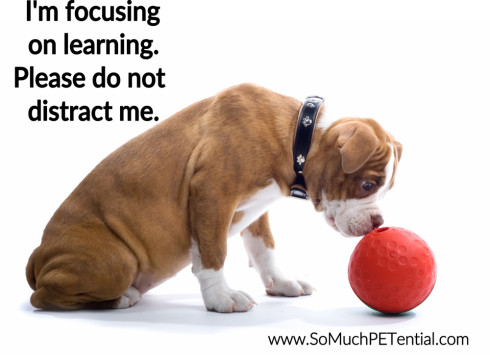 distractions in dog training