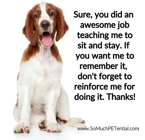 dog training tip using positive reinforcement