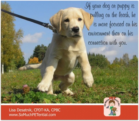 reasons why you may be having problems walking your dog with a loose leash and some tips for solving your problem by Cincinnati certified dog trainer, Lisa Desatnik, CPDT-KA
