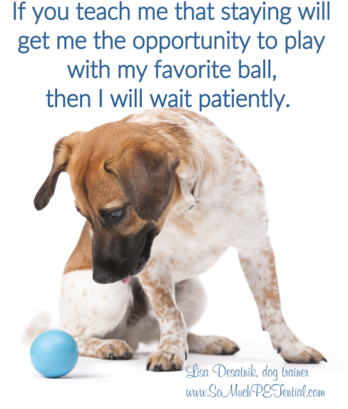 tips for teaching dog self control and waiting