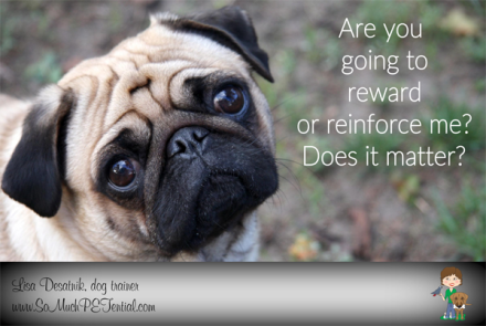 rewards vs reinforcement in dog training