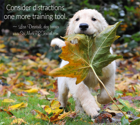 dog training tips for using distractions