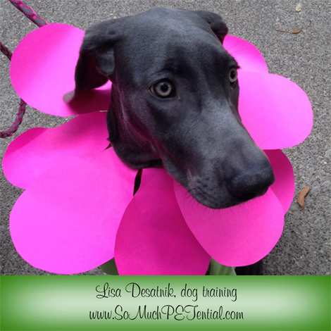 Should dogs wear Halloween costumes? How to have a stress free holiday for your dog