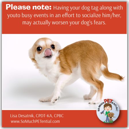 how do you deal with a fearful dog