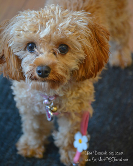 Bella is a Cavadoodle and client of Cincinnati dog trainer Lisa Desatnik