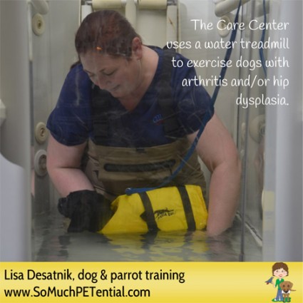 Care Center Animal Hospital in Cincinnati uses a water treadmill to exercise dogs with arthritis or hip dysplasia