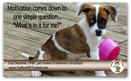 motivation is an important factor in dog training success