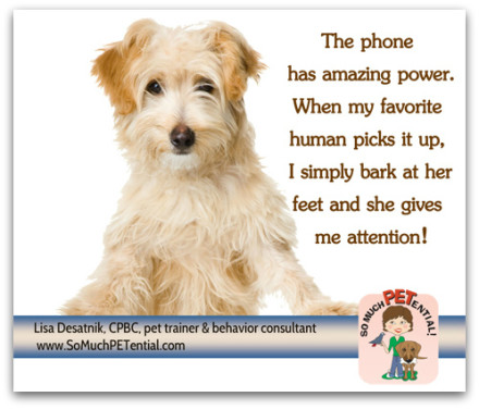 Dog training tips for stopping your dog from barking when you are on the telephone by Cincinnati dog trainer Lisa Desatnik.