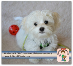 tips for preventing puppy behavior problems