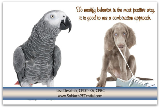 To stop your parrot or dog’s problem behavior, a training tip is to use a combination approach.