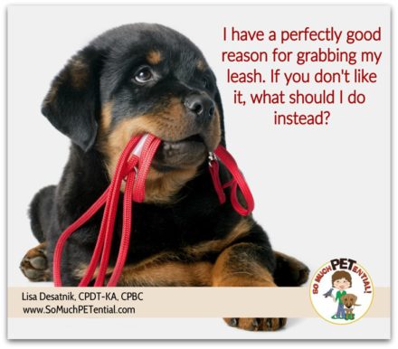 how to prevent and stop your dog from biting and tugging on the leash