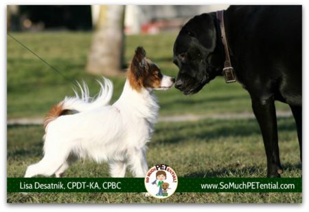 Does your dog pull on leash to greet another dog? Or is your dog reactive to dogs on leash? A discussion about on leash greetings, and dog training solutions.