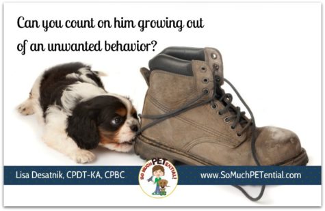 Do puppies grow out of problem behaviors? Yes and no. Cincinnati certified dog trainer Lisa Desatnik answers.