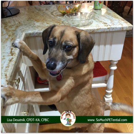 steps to stop your dog from counter surfing by Cincinnati certified dog trainer, Lisa Desatnik