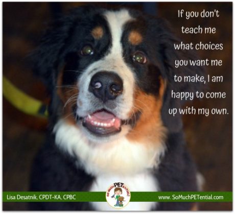 choices in dog training