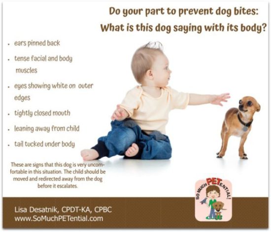 children and dogs: dog bite prevention. Do you know what this dog's body language is saying?