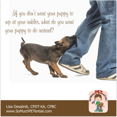 tips for stopping your puppy from nipping at your ankles by Cincinnati certified dog trainer Lisa Desatnik, CPDT-KA