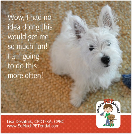 This West Highland Terrier puppy learned to sit for a calm greeting instead of with punishment. Cincinnati Certified Dog Trainer, Lisa Desatnik, CPDT-KA, explains.