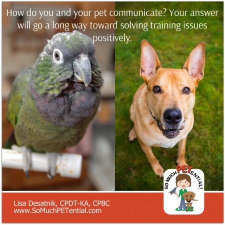 How do you and your pet communicate? How you answer that question will go a long way toward helping train your dog or bird (or other pet) in the most positive way.