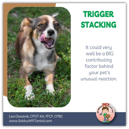 Trigger stacking occurs when numerous stress inducing events occur, and can be the culprit behind your dog's behavior.