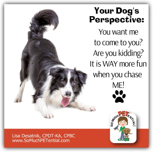 dog training tip on teaching reliable recall to your dog