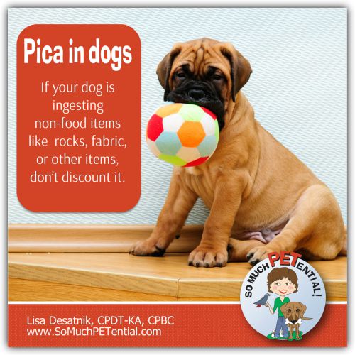 understanding pica in dogs