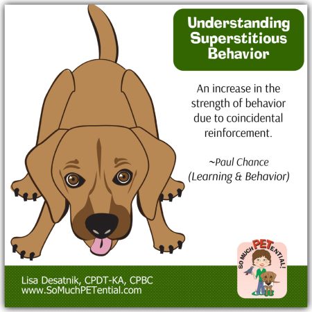 Understanding superstitious behavior in dogs and parrots can help you solve pet behavior problems.