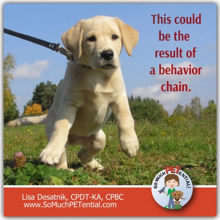 If you are having a problem with your dog pulling on the leash, begging at the table or jumping on people, it could be caused by a behavior chain.