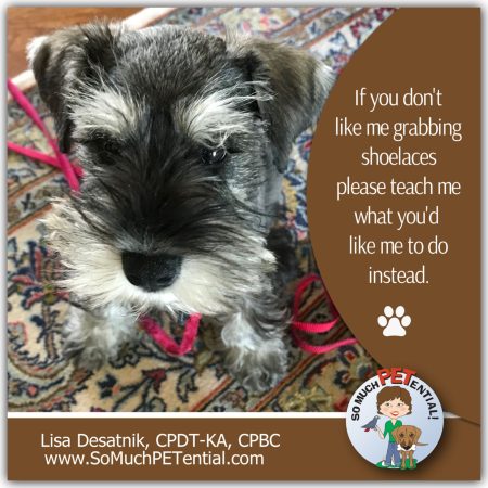 Tips for teaching your puppy to stop grabbing shoelaces by Cincinnati Certified Dog Trainer Lisa Desatnik, CPDT-KA, CPBC