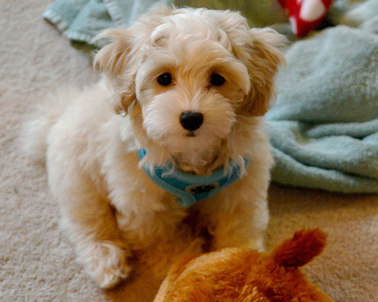 Dawson is a maltipoo puppy of Cincinnati Certified Dog Trainer Lisa Desatnik