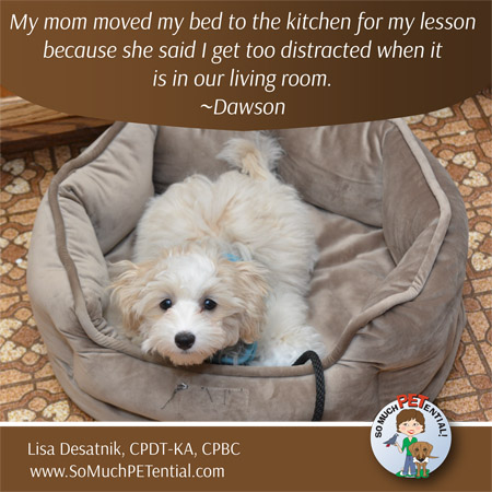how to train dog to go to bed