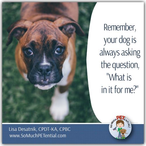In dog training, remember, your dog is always asking, "What is in it for me?"