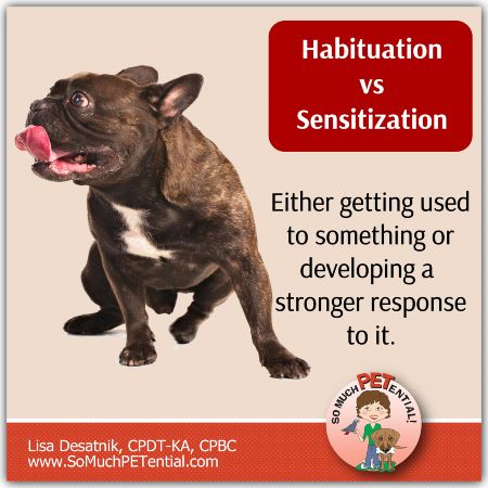 Habituation Vs Sensitization In Dog Training 