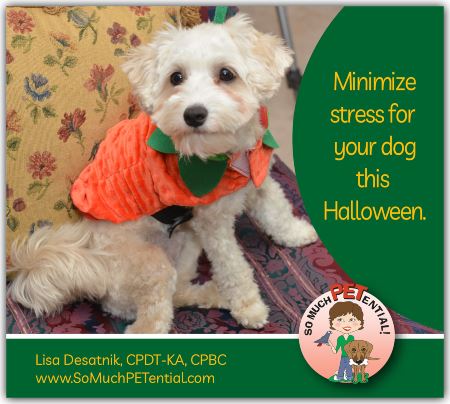 tips for minimizing Halloween stress for your dog