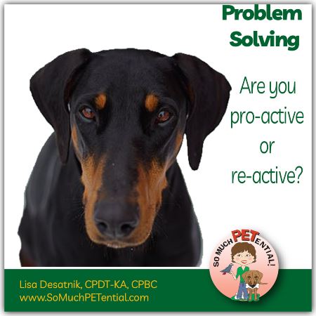 Are you proactive or reactive In solving dog behavior problems?