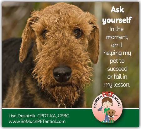 Dog training tip - ask yourself if you are helping your dog succeed or fail