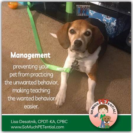 management, or antecedent arrangement, is an important piece of dog training