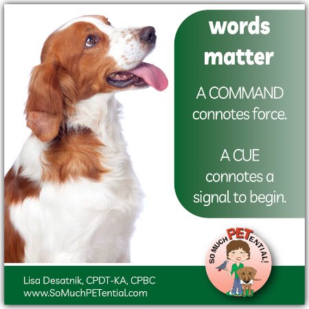 In dog training, semantics matter. Why I use the word 'cue' to refer to teaching a behavior to a dog.