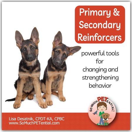 What are primary and secondary reinforcers in dog training?