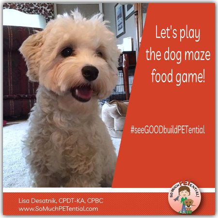 Dog Enrichment Game - indoor food maze