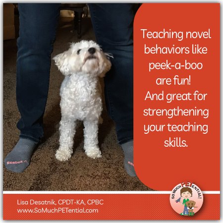 how to practice your dog training skills by teaching your dog to walk between your legs