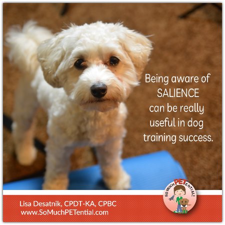 How can salience help you to be more successful in dog training, whether you are clicker training, or using classical conditioning? Lisa Desatnik explains.