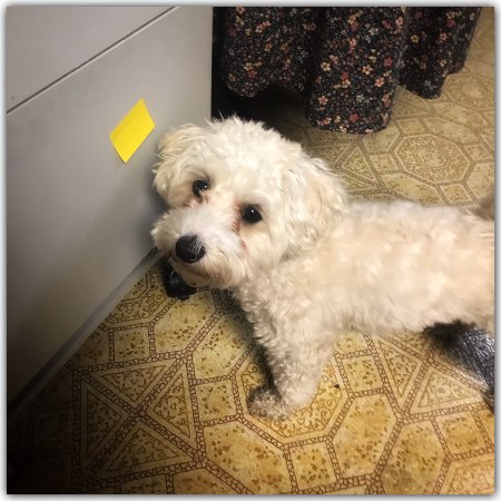 teaching your dog to nose target a sticky note