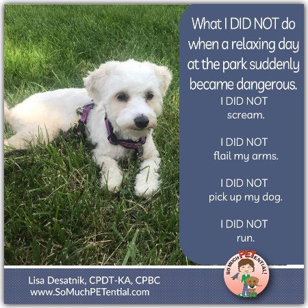 preventing dog attacks in the park