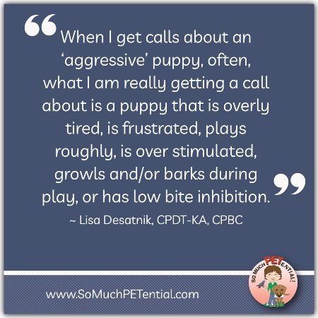 Is your puppy really aggressive? Some red flags for identifying abnormal puppy behavior.