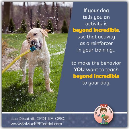 Using the Premack Principle To Teach Your Dog Behaviors