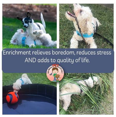 Enrichment adds to a dog's quality of life