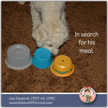 A dog enrichment game - Dawson searches for his food