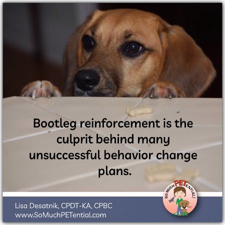bootleg reinforcement is behind many failed behavior change plans in dog training