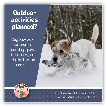 Dog paw wax can keep your dog's paws safe in the winter or summer.